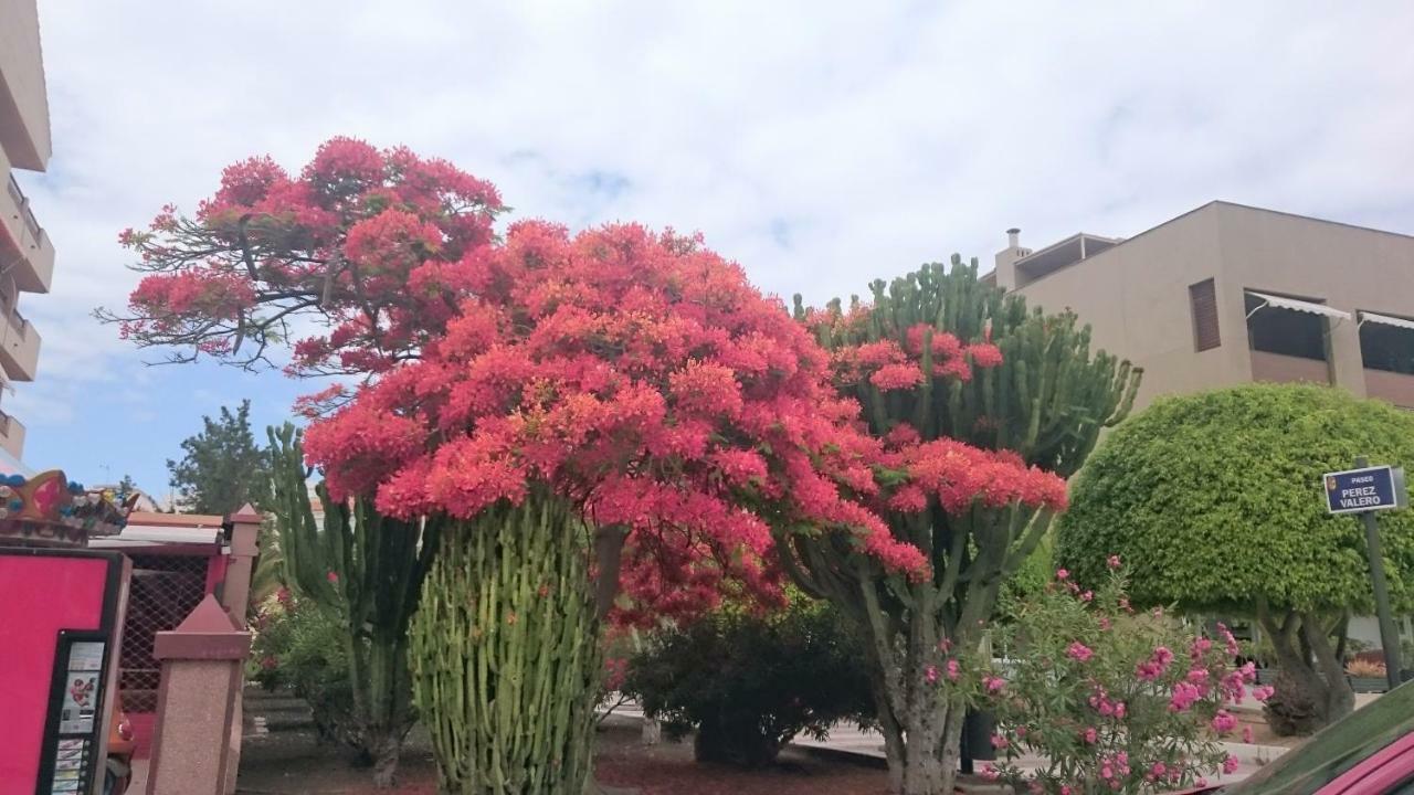 Floris'S Home Los Cristianos  Zewnętrze zdjęcie