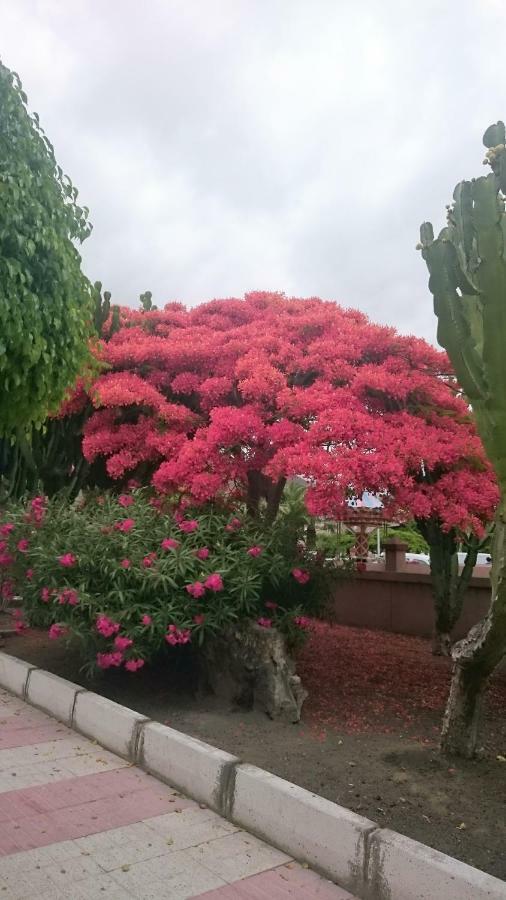 Floris'S Home Los Cristianos  Zewnętrze zdjęcie